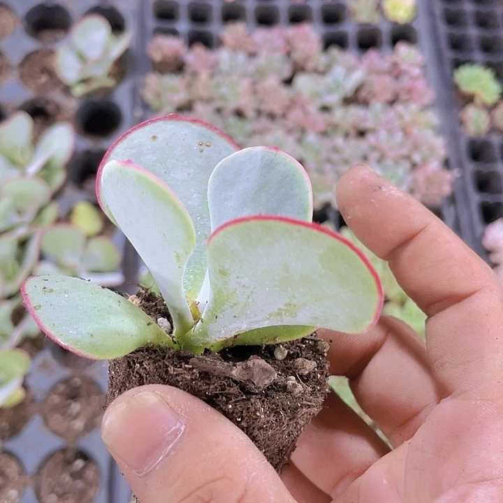 日系白眉精品多肉