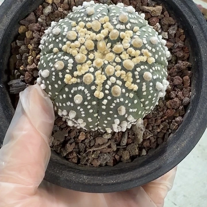 蕾***靴雷丝一物一拍包邮