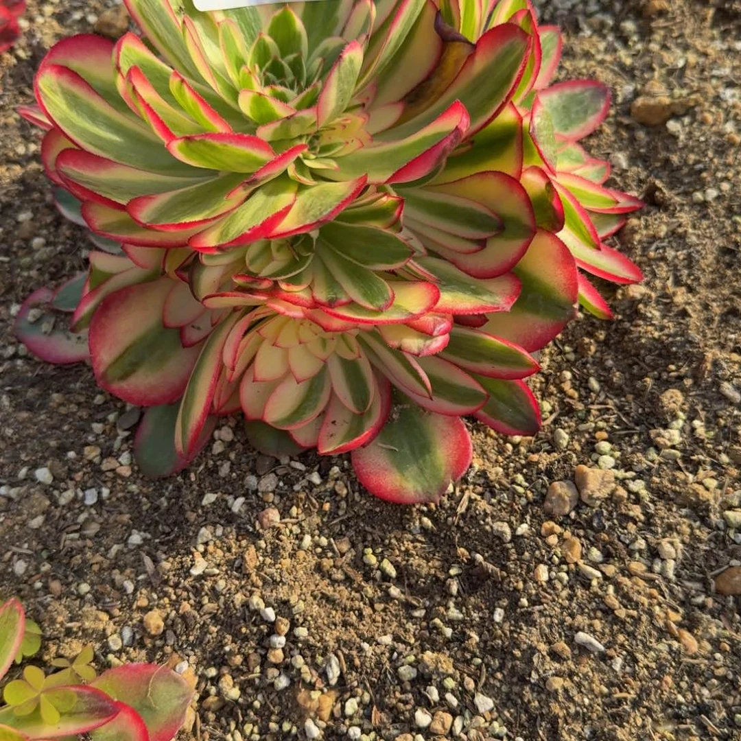 秋*341到秋费用。多肉植物