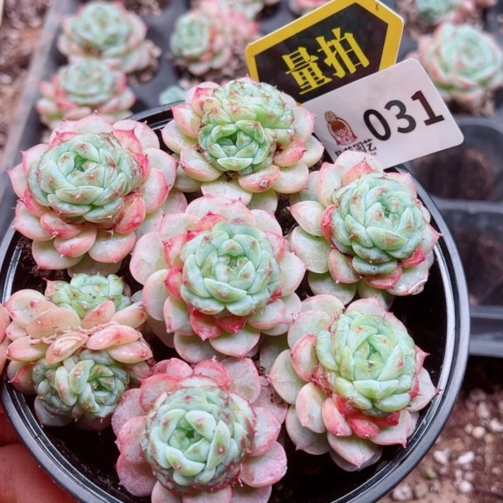 多肉植物多肉植物