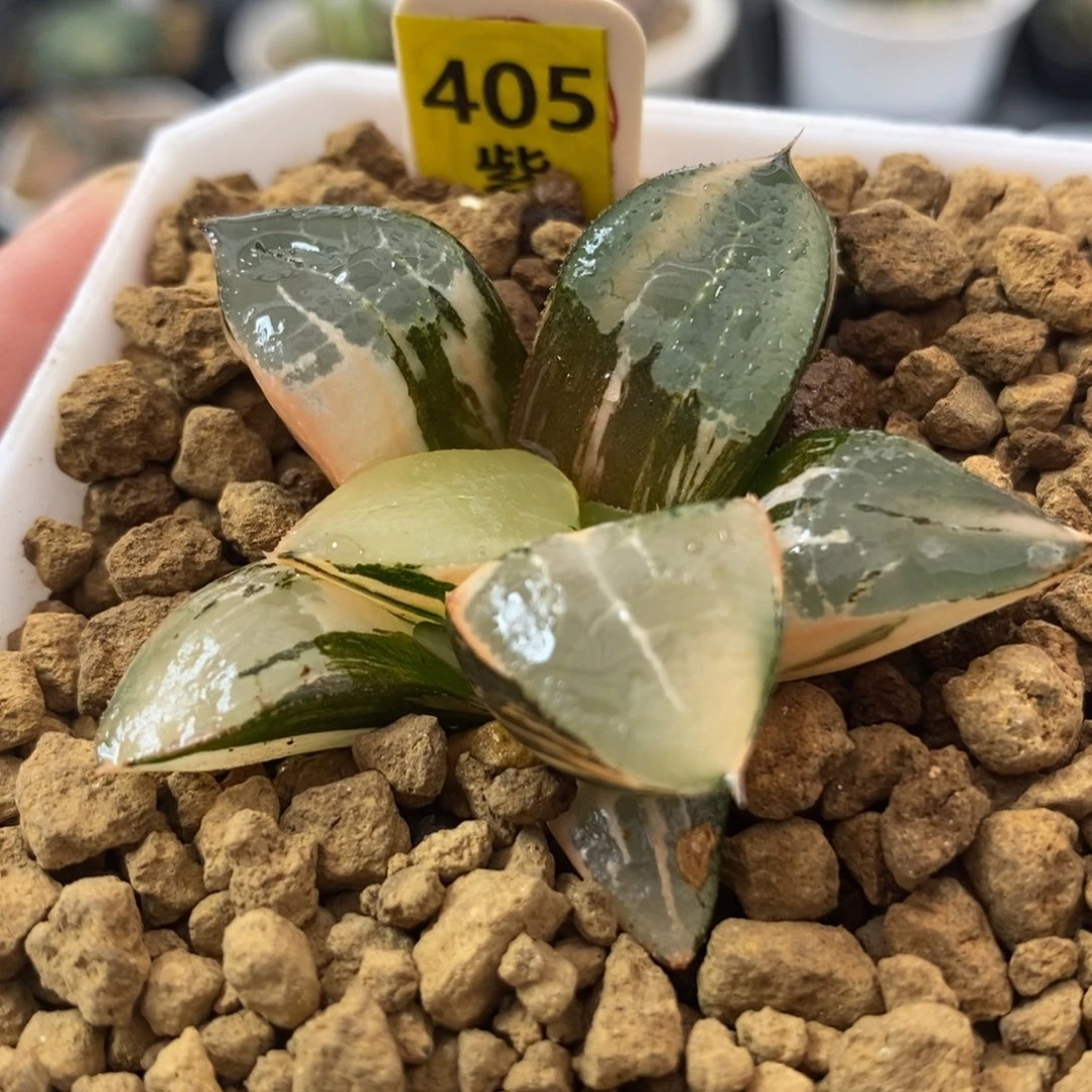 405龙喜锦一物一拍