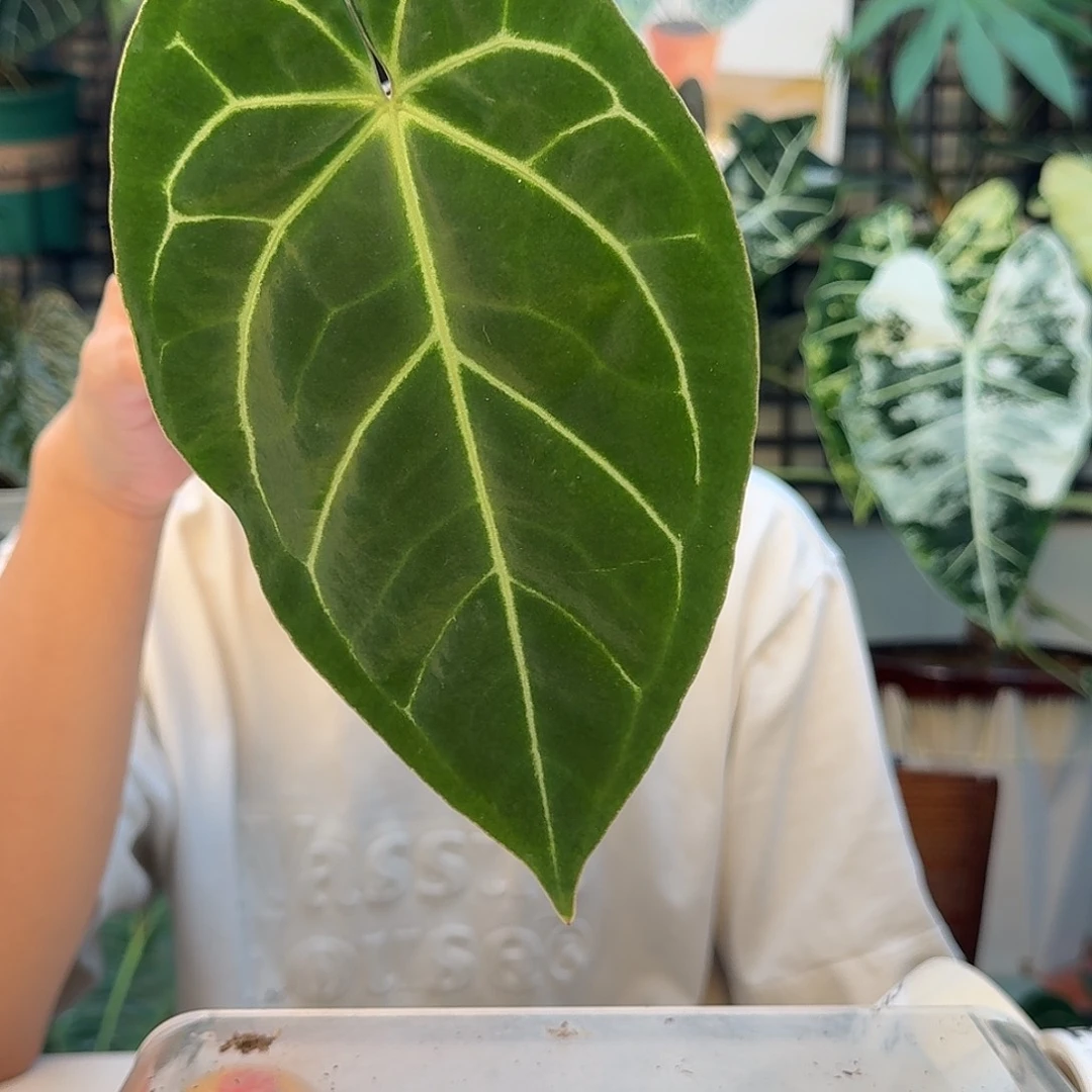 完全开放Q190细脉黑水晶