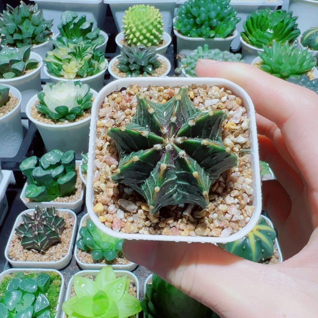 福利，肋骨牡丹仙人球，6.8，666