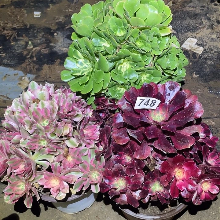 禧*多肉植物断枝不包748法师3颗