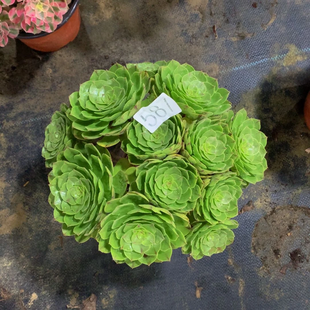 彩***花多肉万圣节587带土球