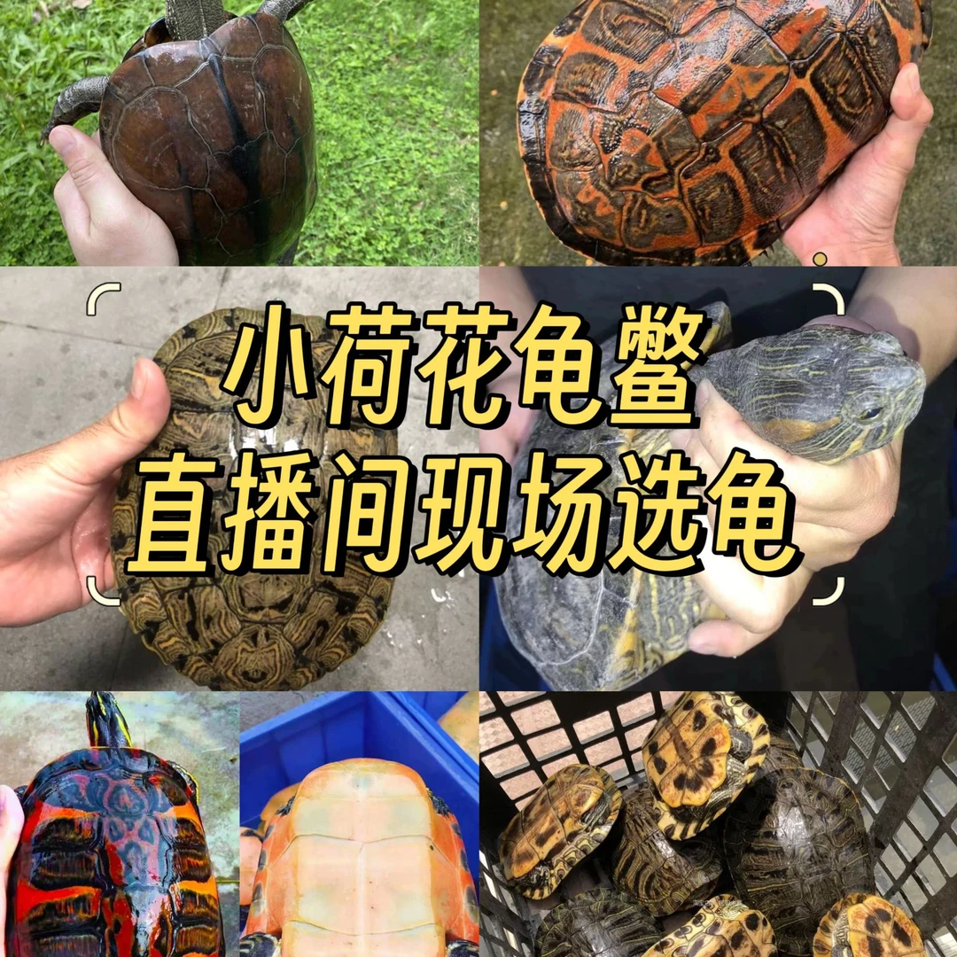 一物一拍直播间选龟活体火焰中华草龟深水浅水种龟全品