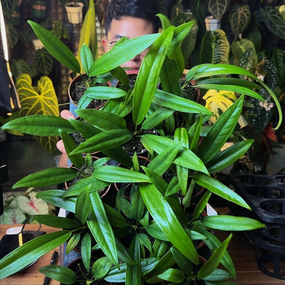 完全开放一物一拍贝克利