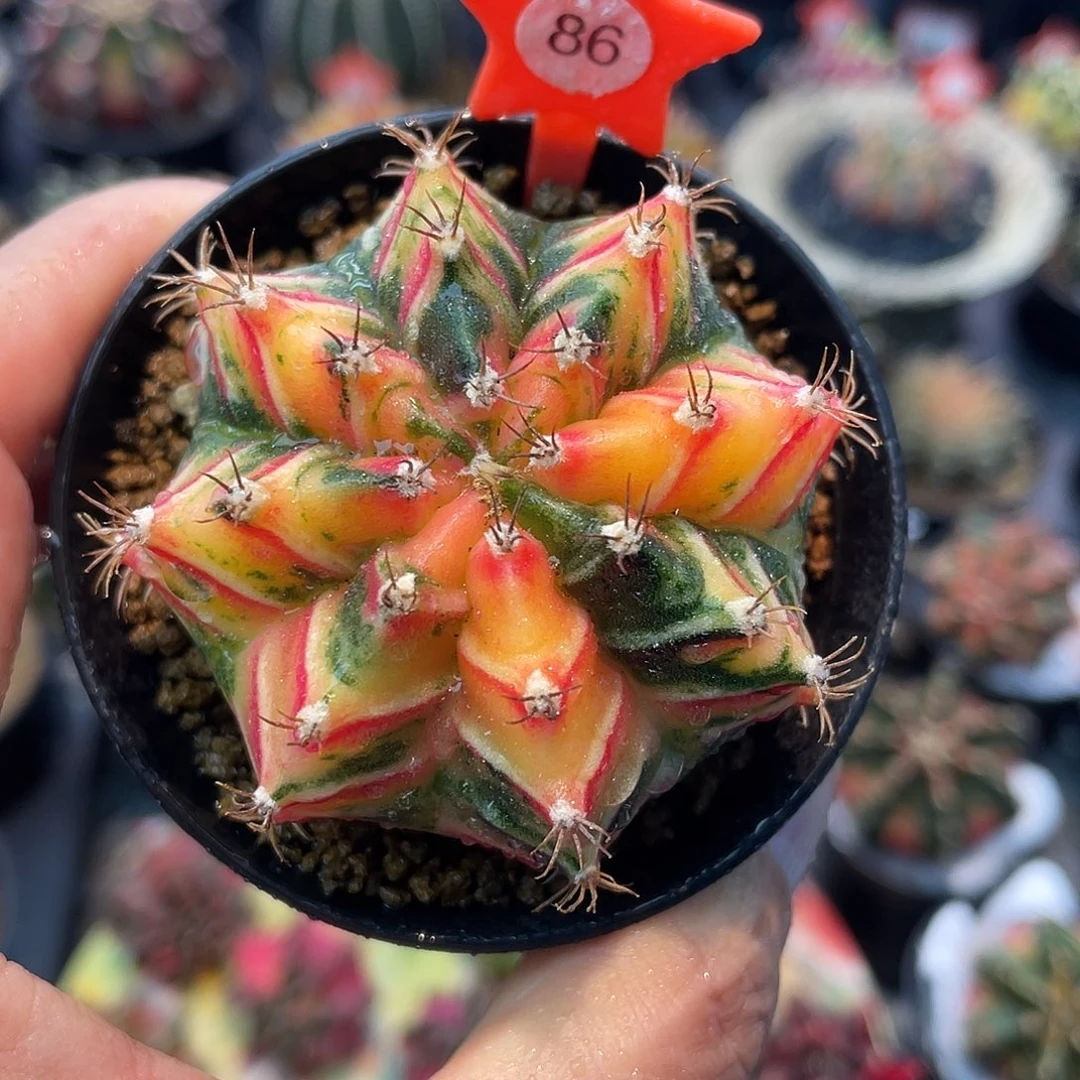 1-86米哈锦5.5厘米