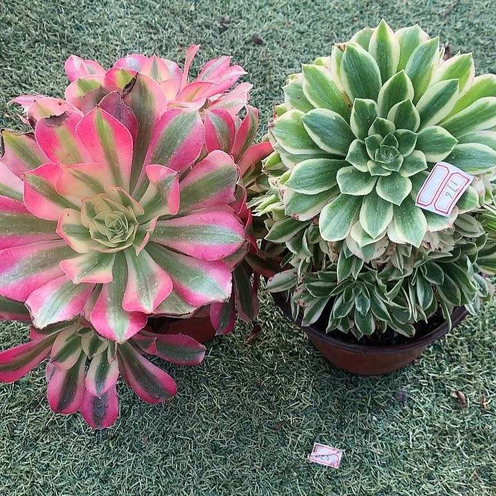 555两颗艳凝多肉植物