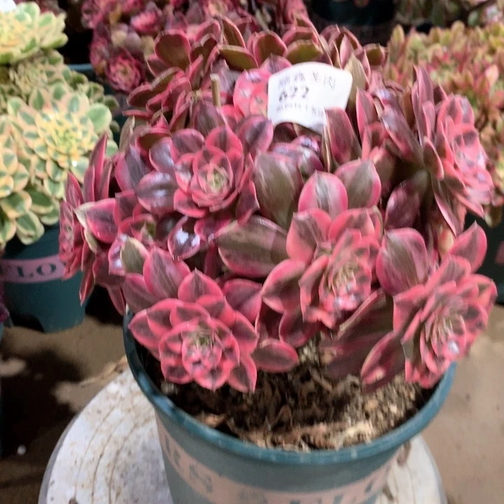 622浣纱多肉植物