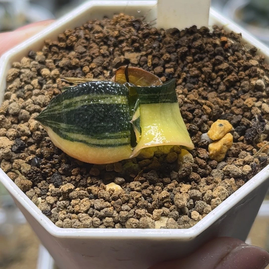 92卧牛锦福利专场