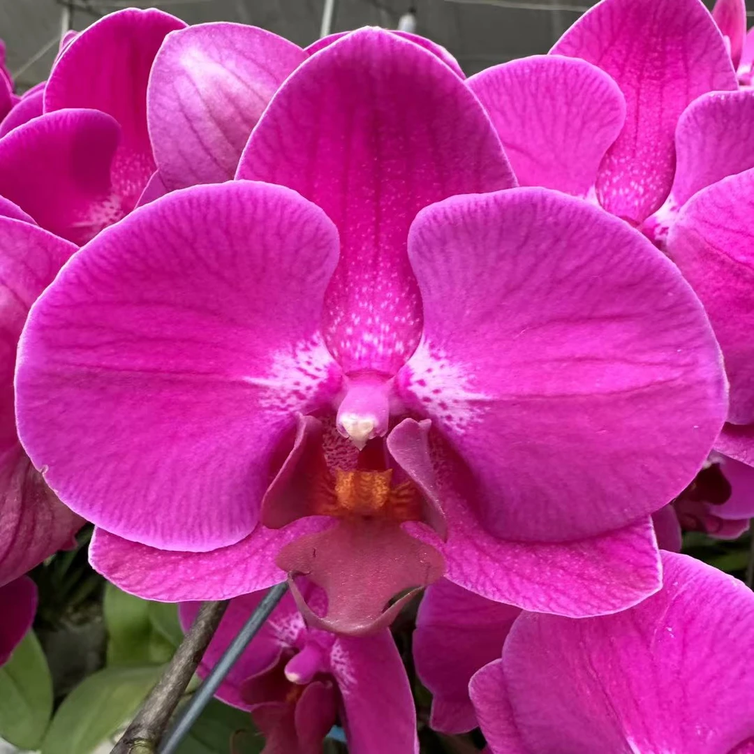 十月里蝴蝶兰【斯泰伦博斯3.5寸杯微瑕】带花发货