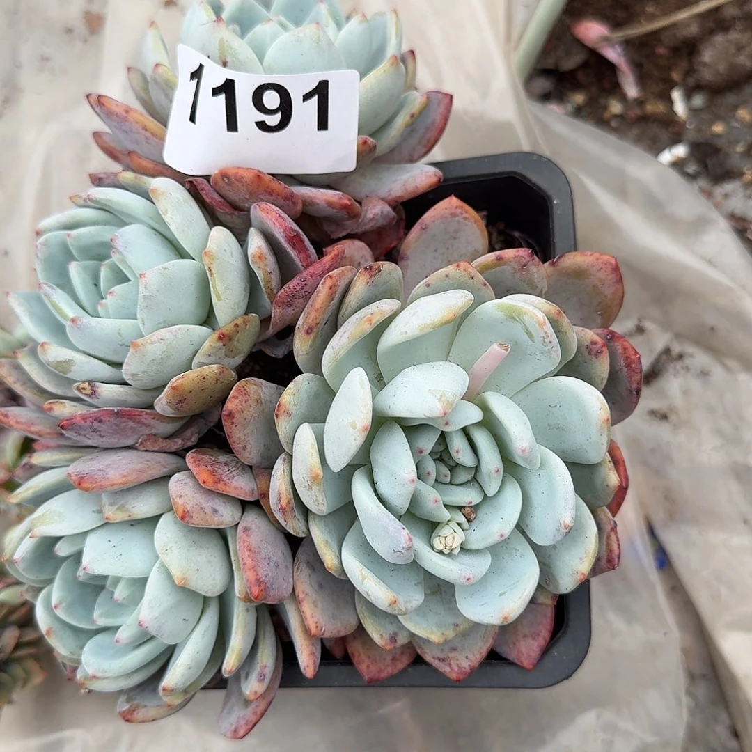 ?****#1556666699999999999