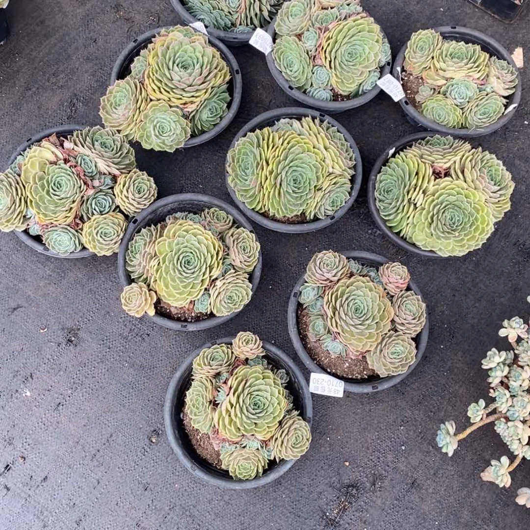 夏悦多肉0711-230昂斯诺量拍