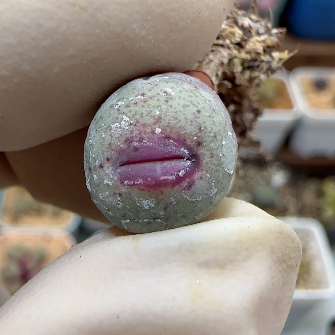 716园艺优选红嘴