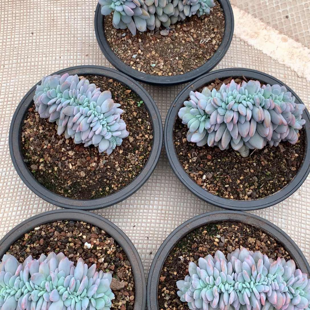 粉兔缀化，默认有切。售后范围签收起7天内