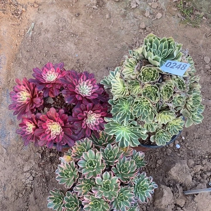 0248三颗法师多肉