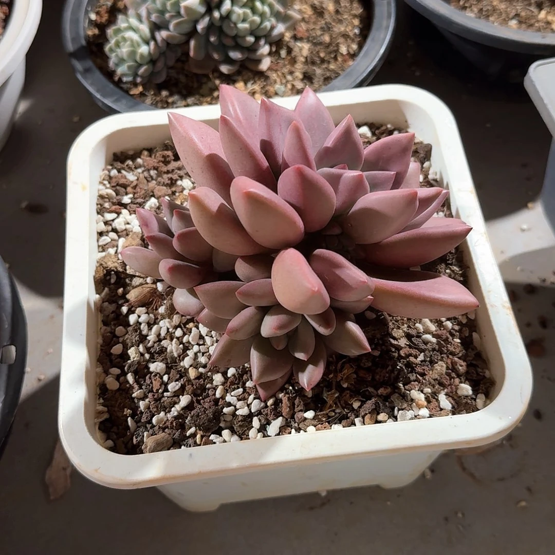 一**依初音多肉。