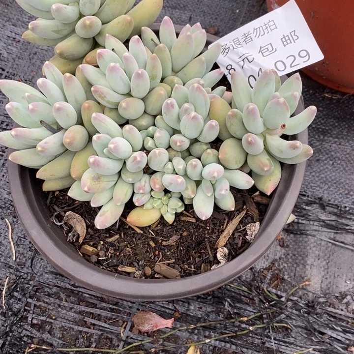 饭****多夏悦多肉0604-29松果美人