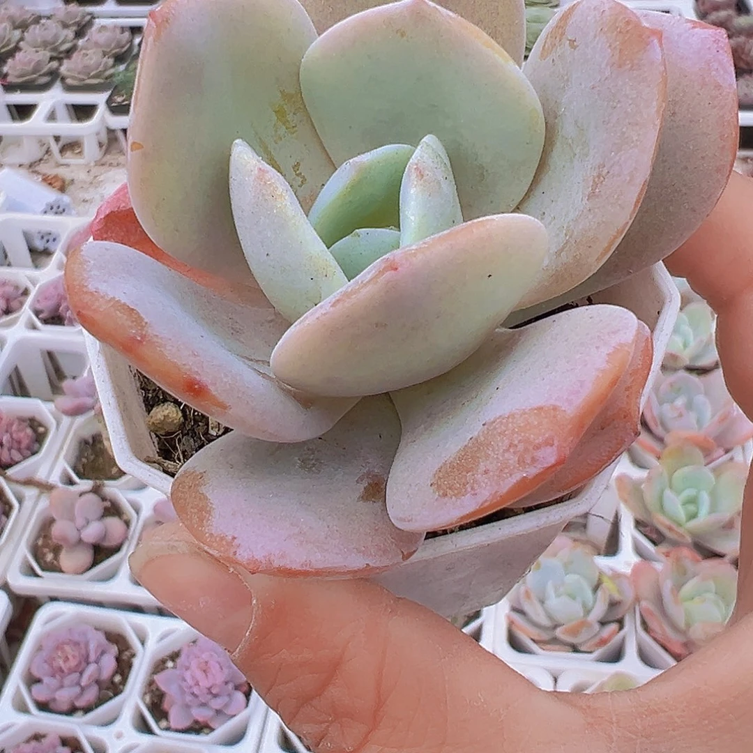 彩茶19包邮多肉植物