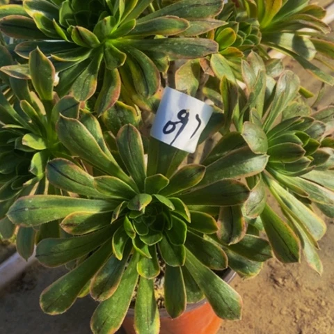 虞姬多肉植物一物一拍97多肉