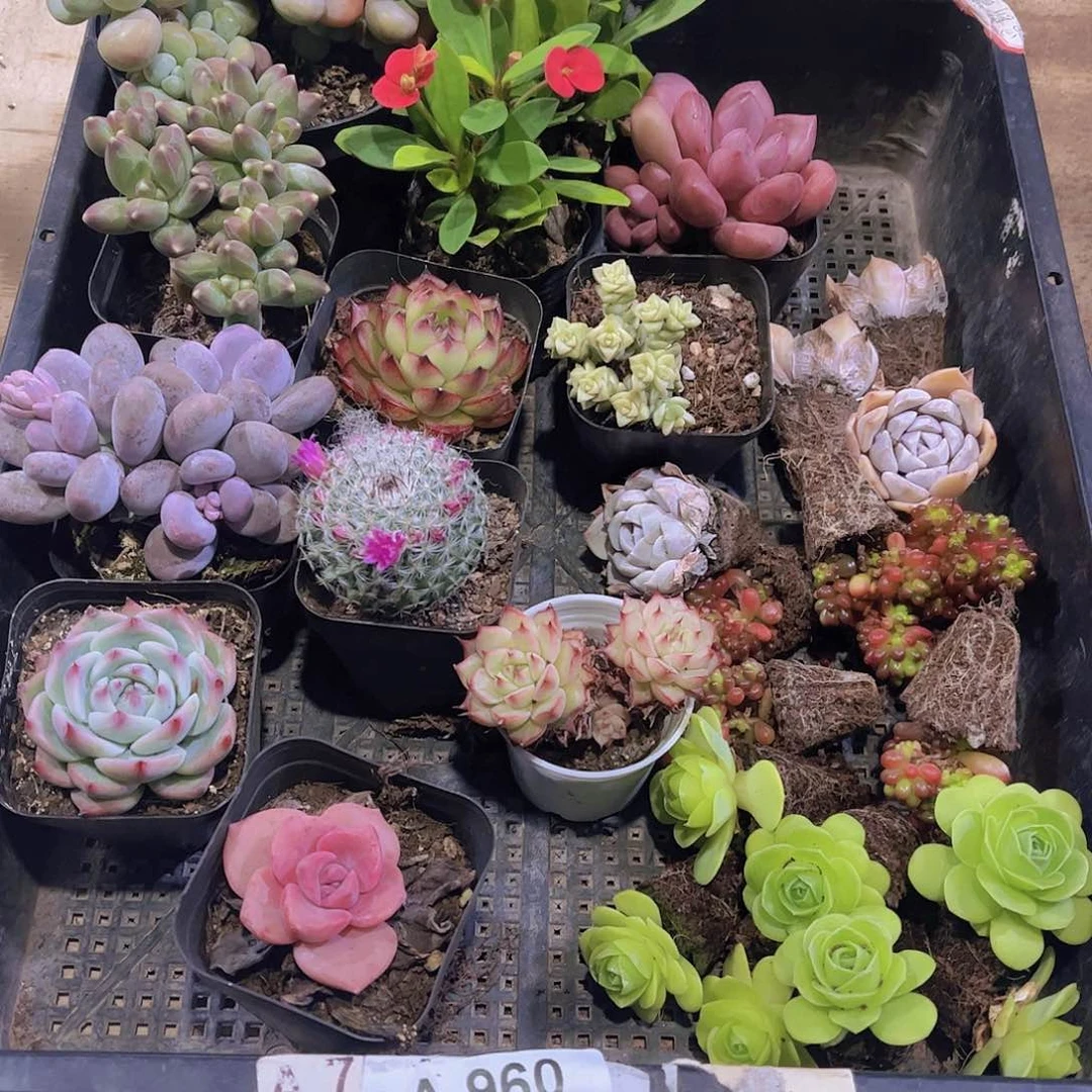 多肉960多肉植物