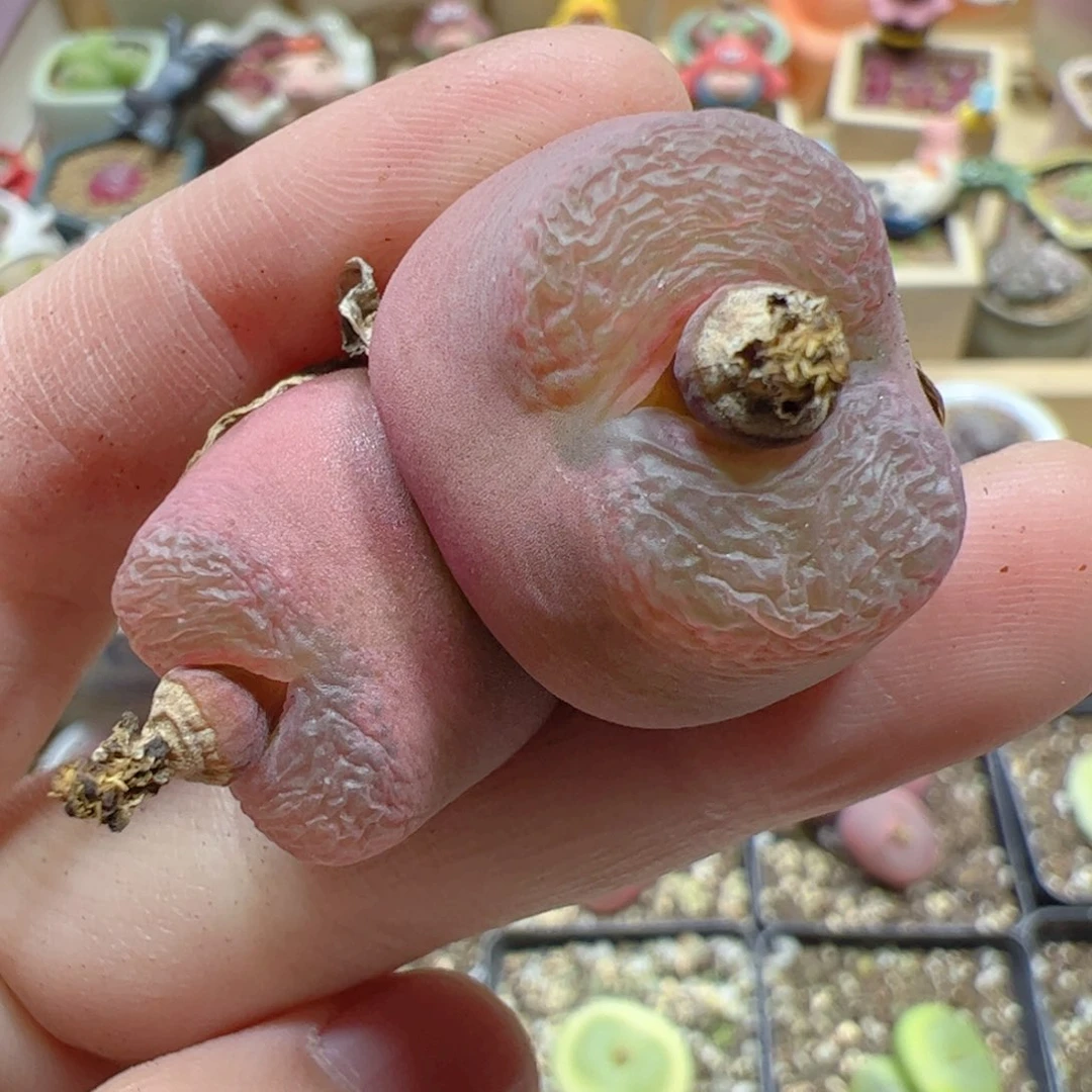 【闪购商品】251 双头