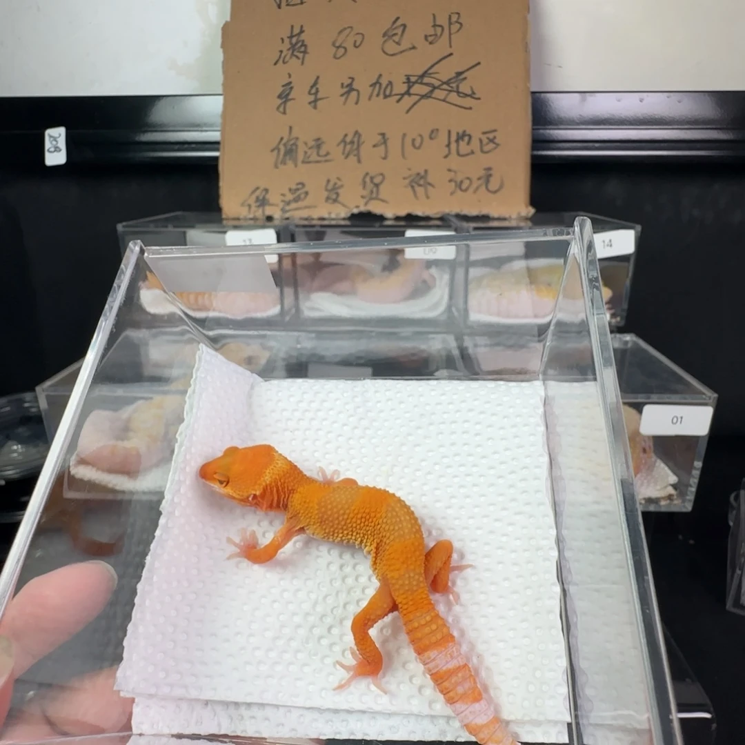 豹纹守宫雨水蜜橘妹妹