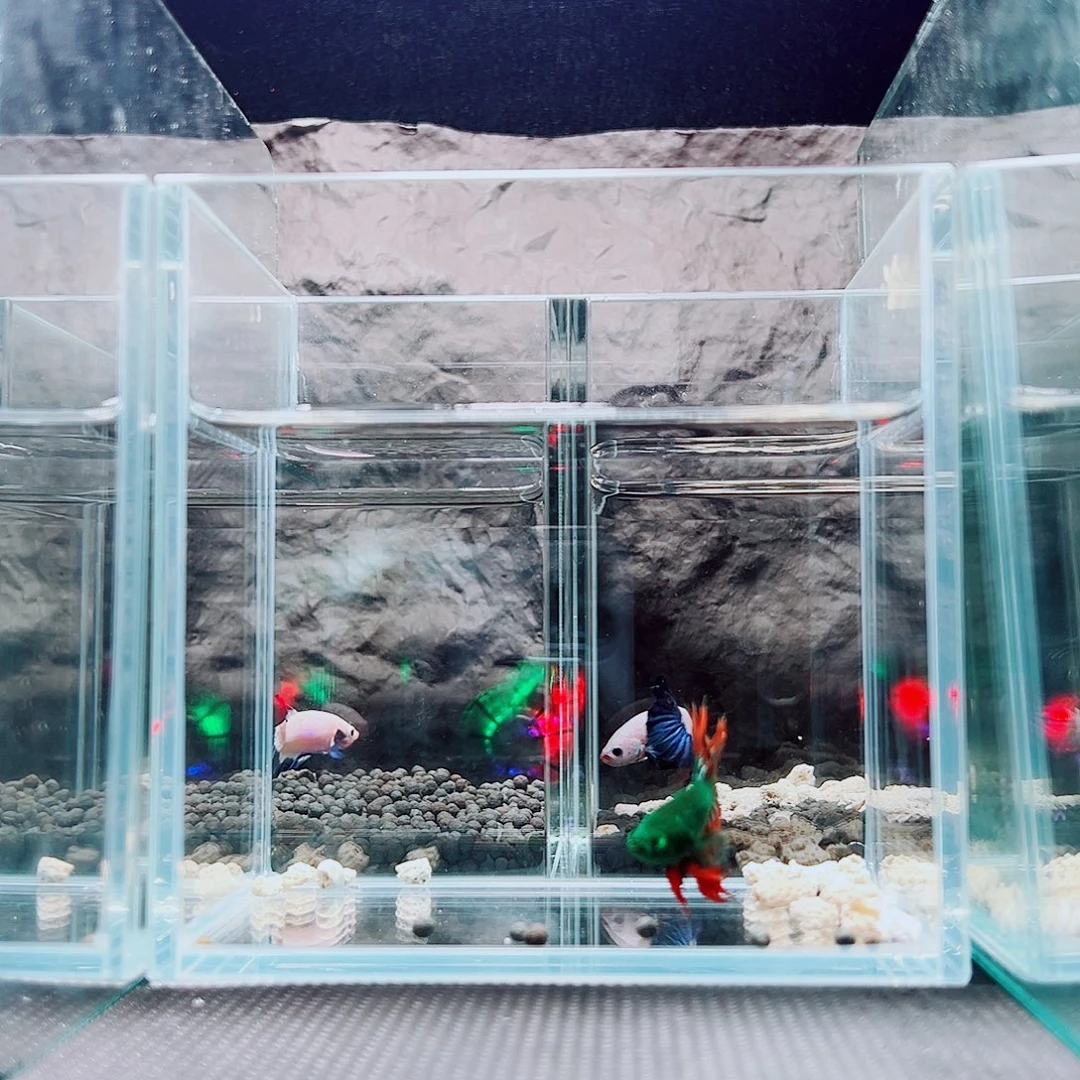 斗鱼精品精品精品精品