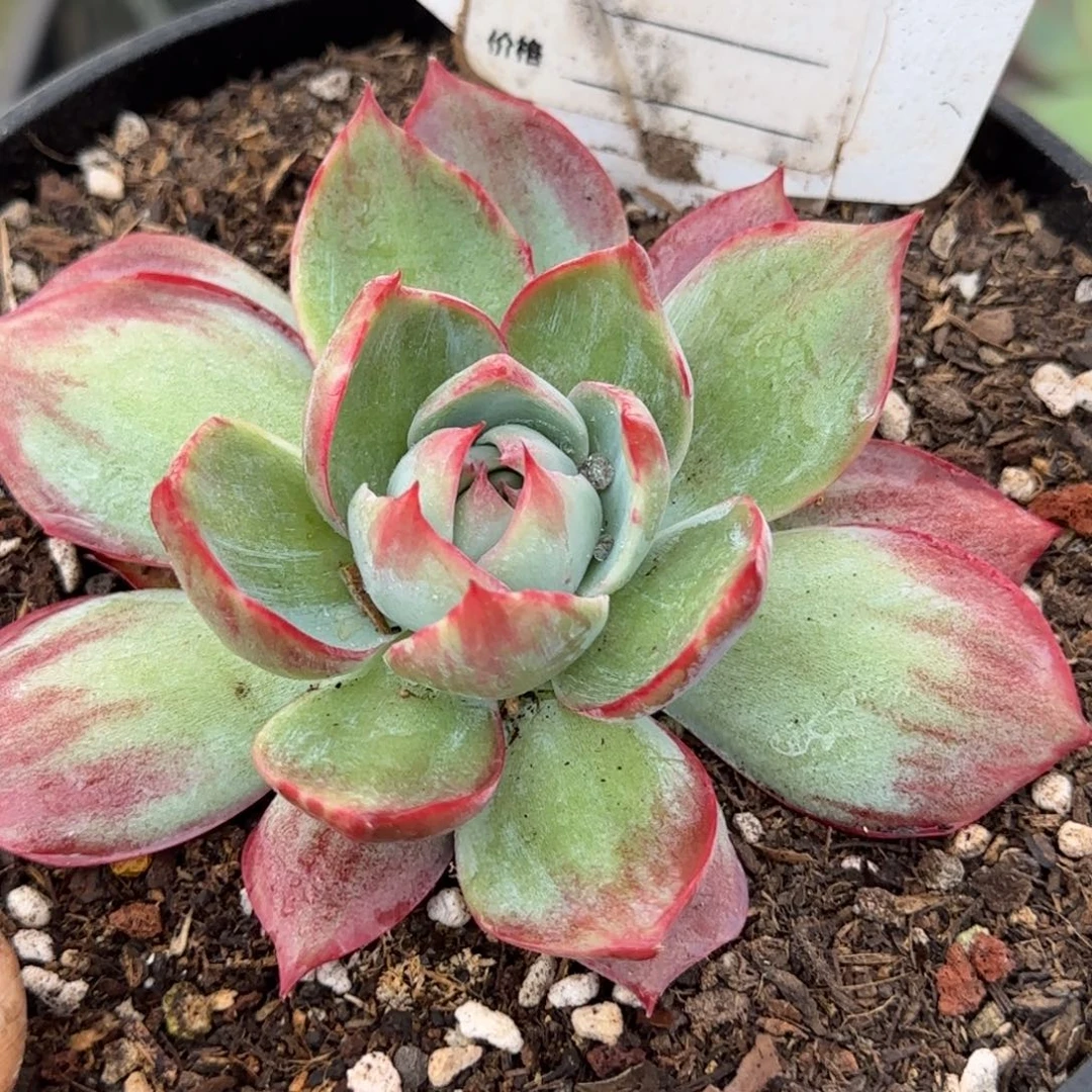 惊鸿一物一拍包装收缩花旱747