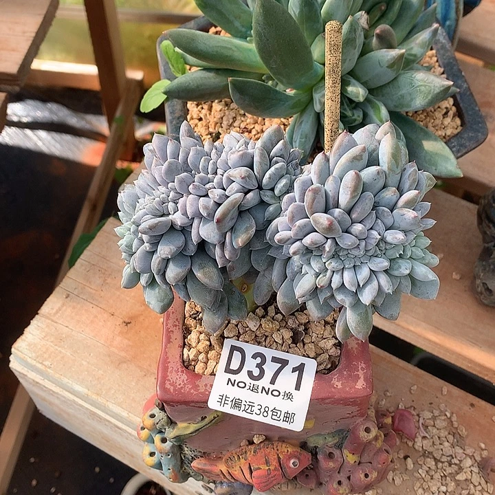 菩提子缀化 371 基地已转清货处理 玻璃心勿扰
