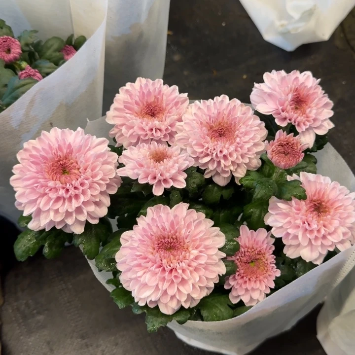 新品大花檀心粉色菊花盆栽