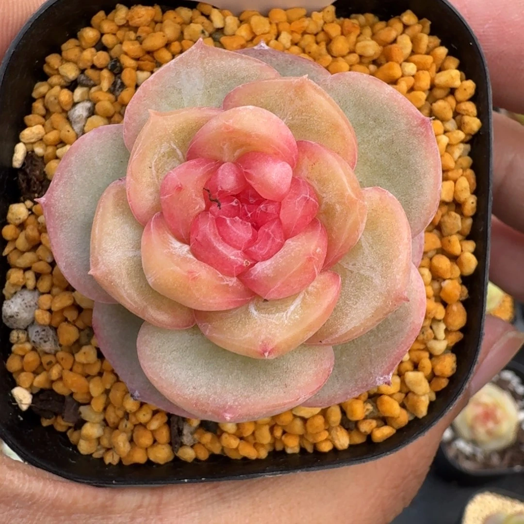 红陶小**琳0209-072-红豆