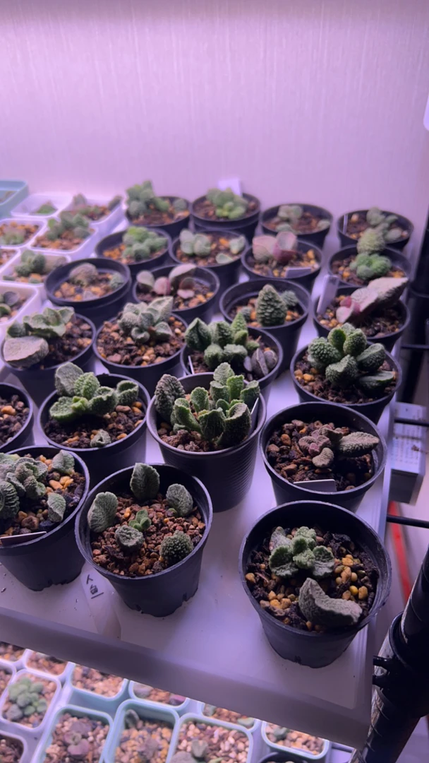 水泡多肉植物链接