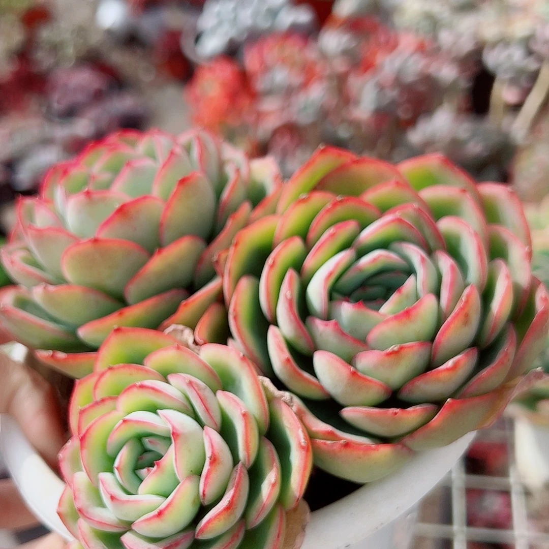 晨露多头群生精品特价