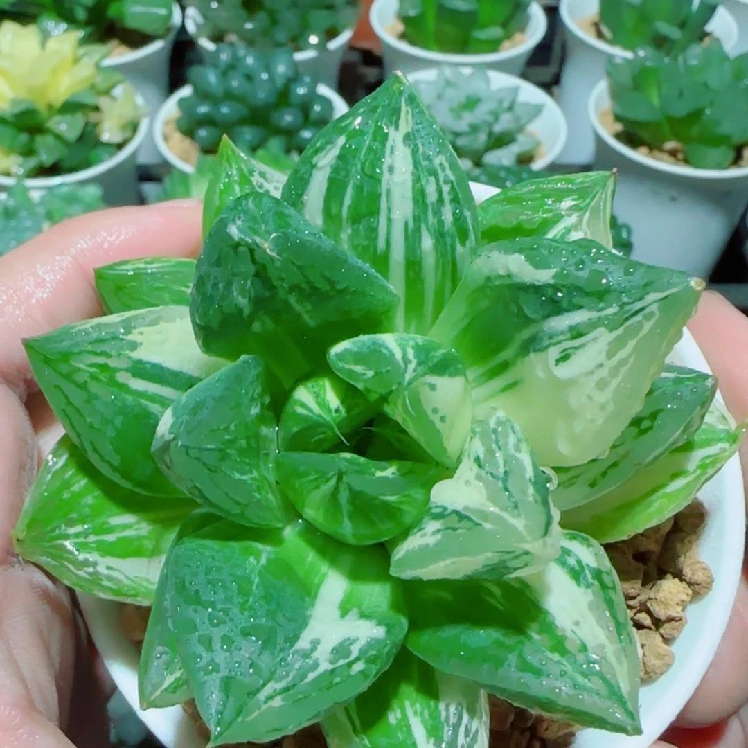 宝草玉露锦多肉植物