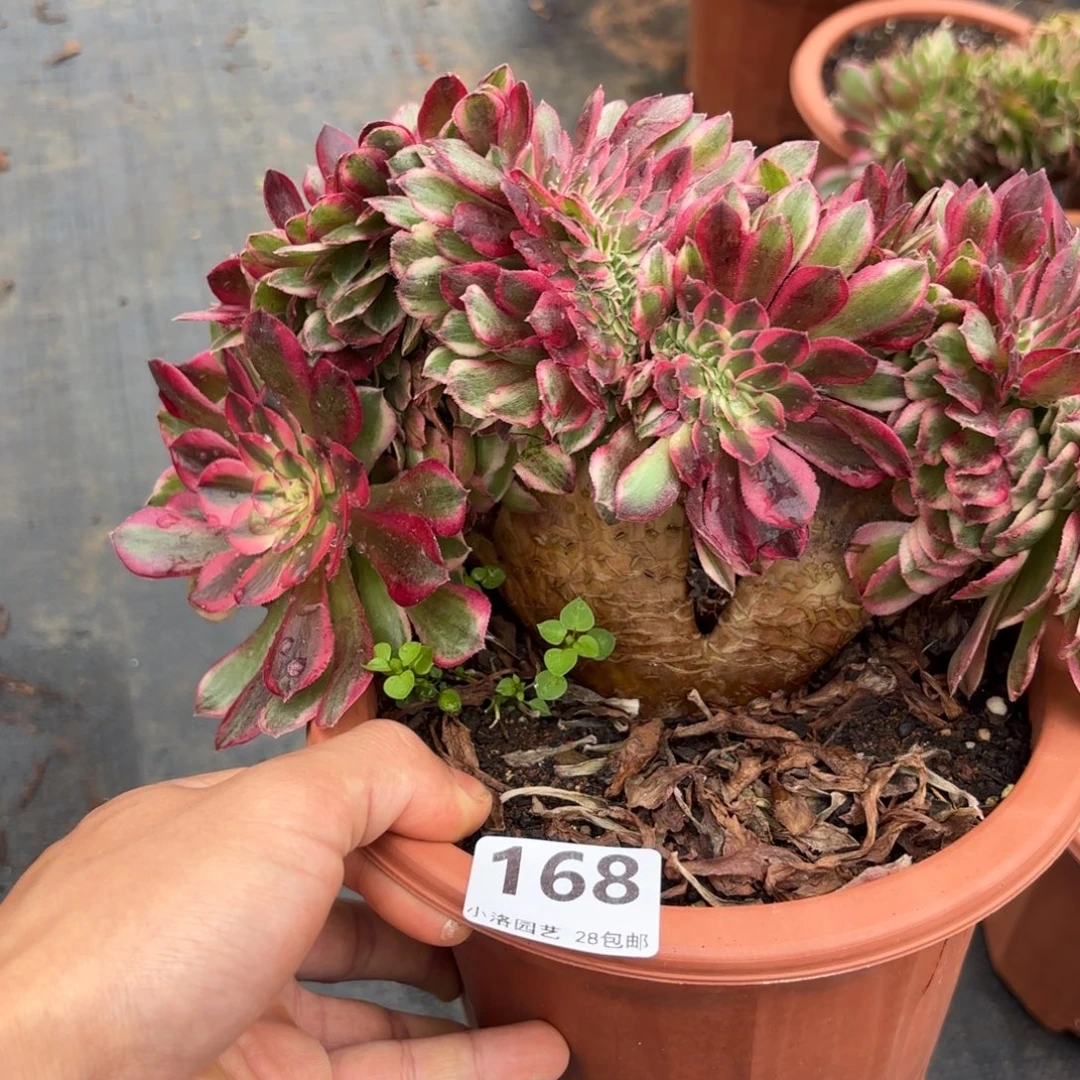 168号荔枝缀化多肉植物