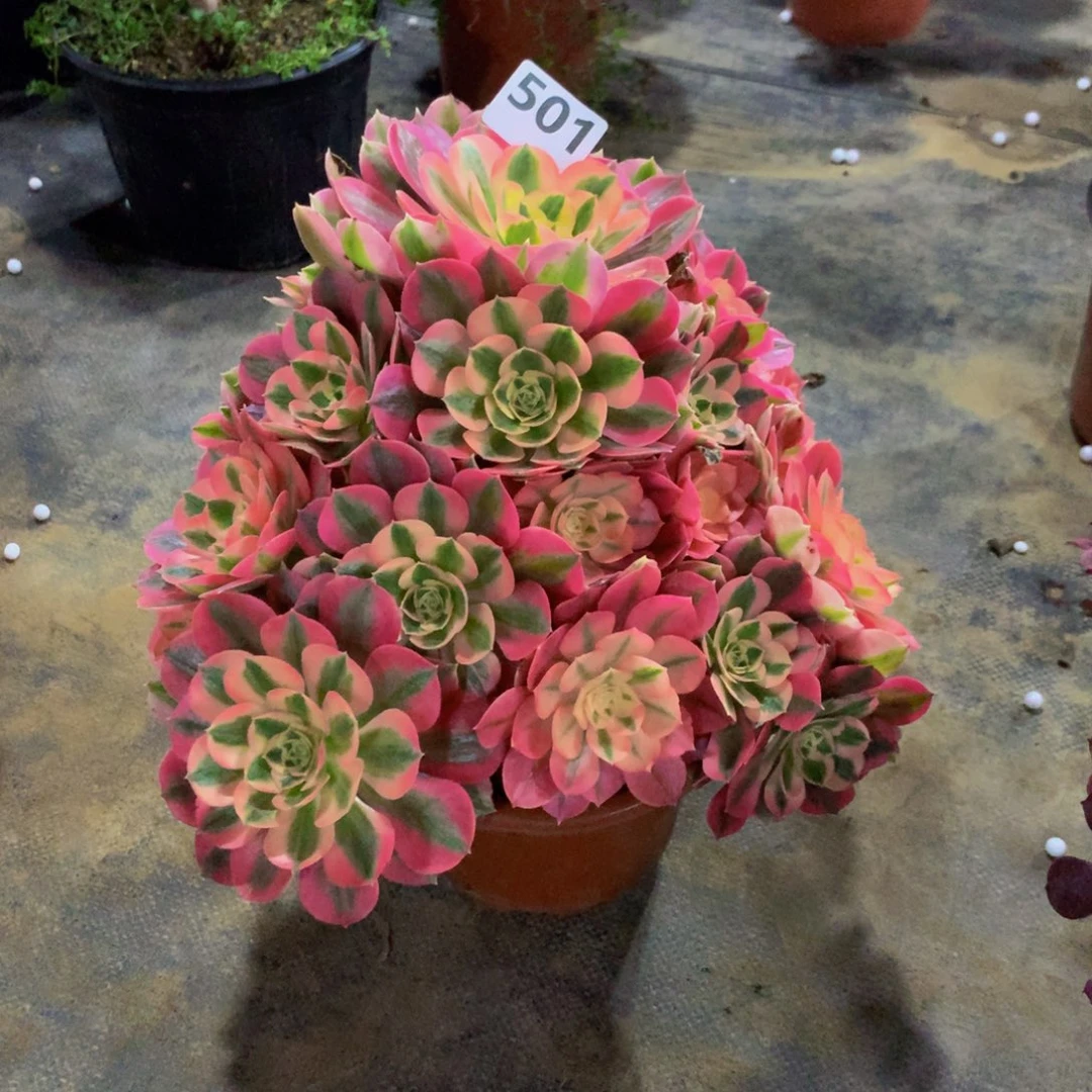 【闪购商品】七**豚501粉女巫