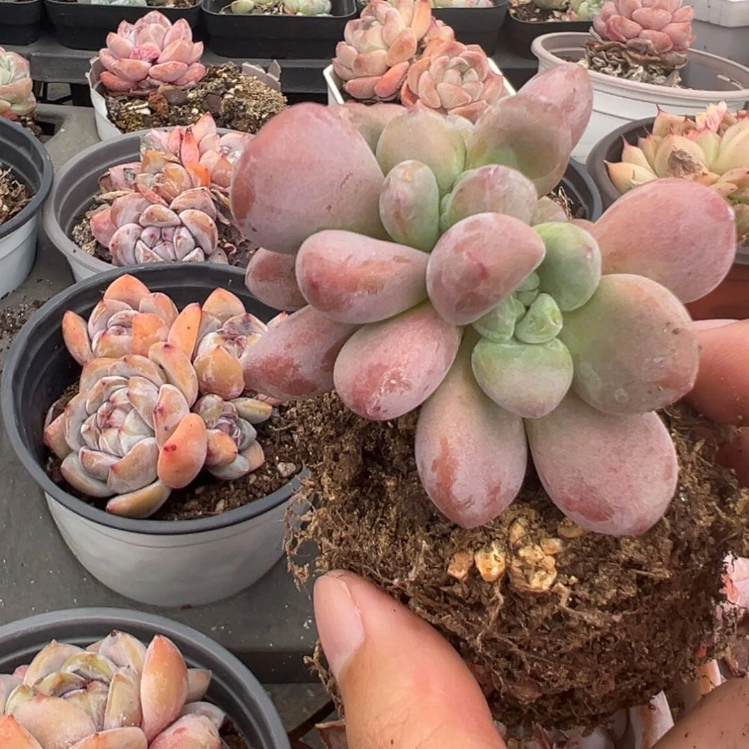 菠****?菠萝蜜，奶缀朵朵7头