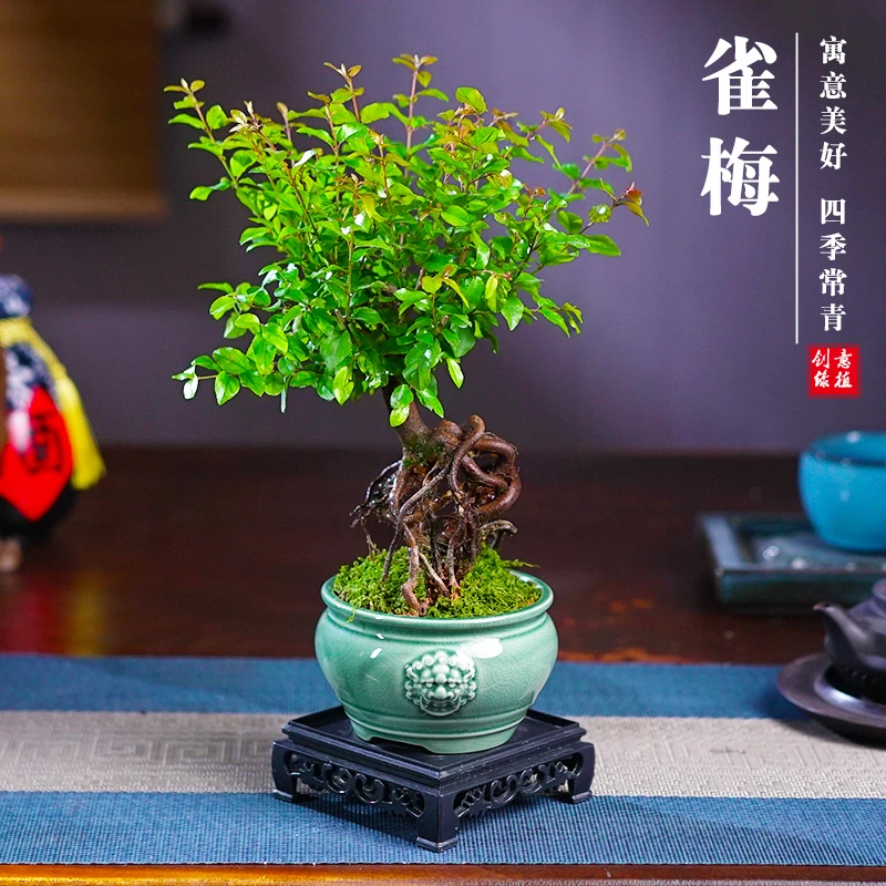 雀梅提根造型办公茶几客厅室内桌面盆栽净化空气四季常青好养绿植
