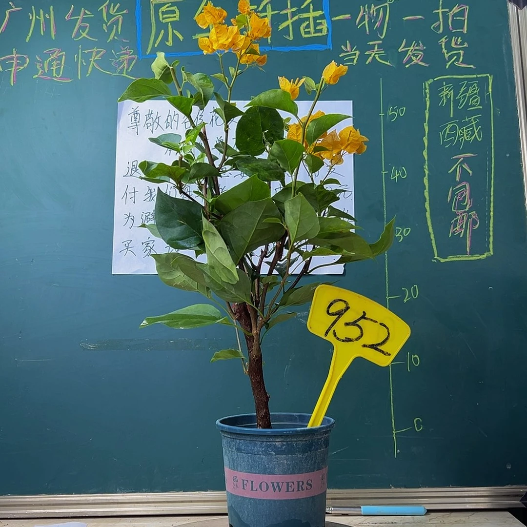 当前无花栽培后可以开花加州黄金 粗杆 952