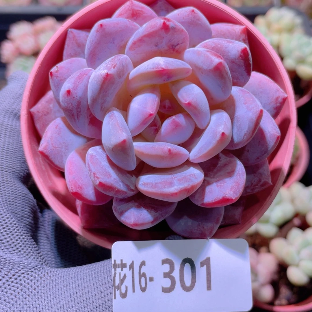 花利美16-301橙梦露