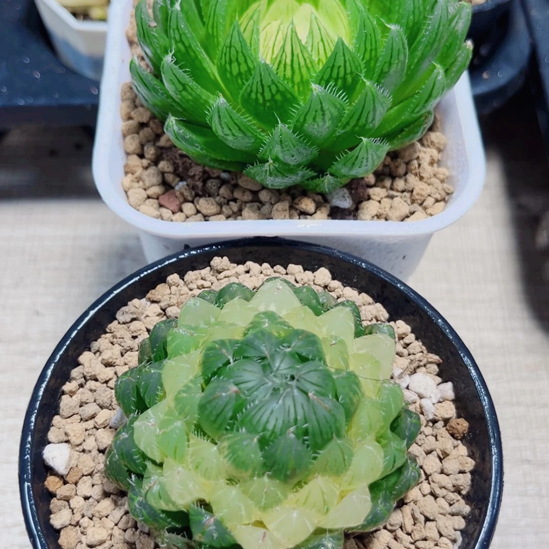 燕***子两颗漂亮肉肉多肉植物