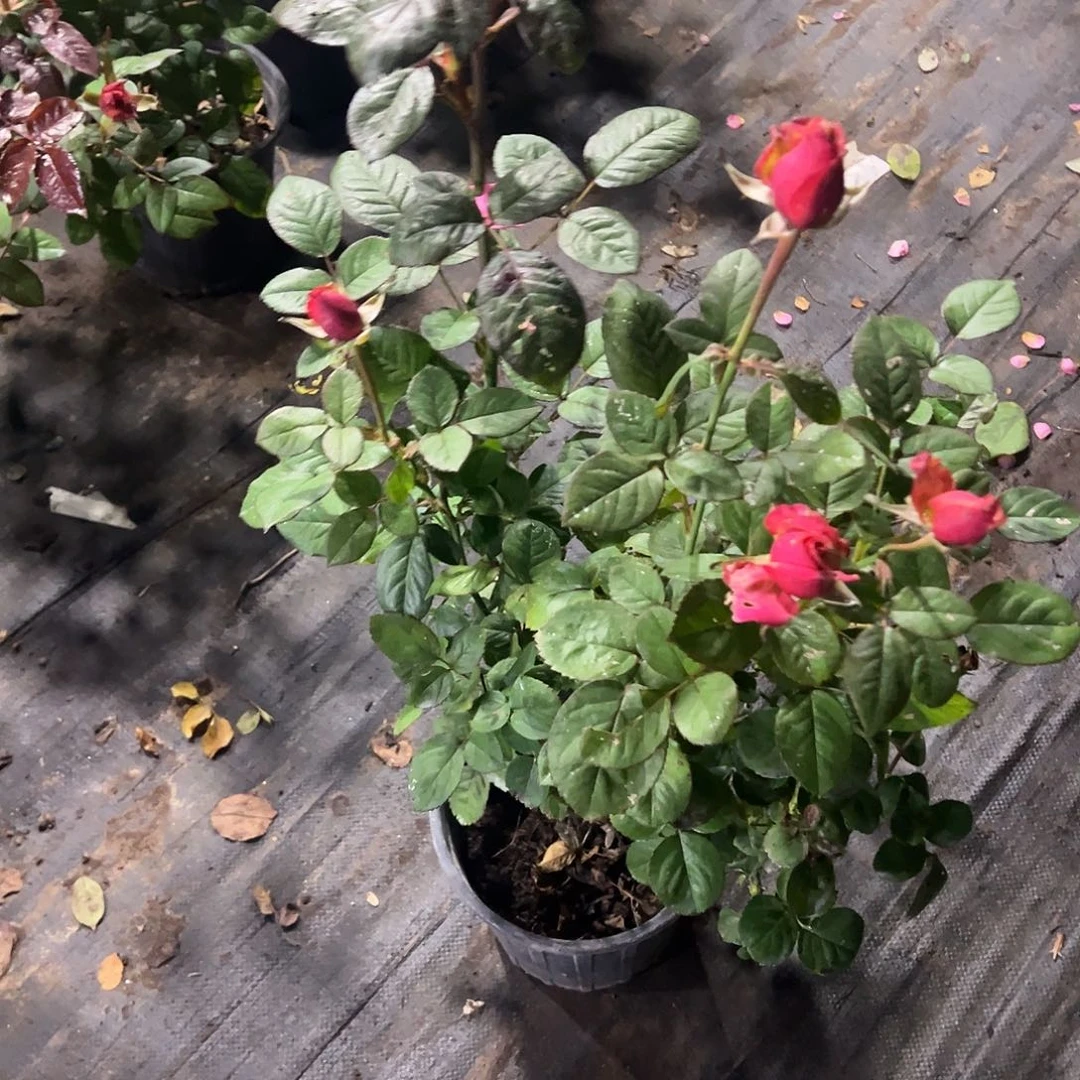 无花朵一物一拍246号