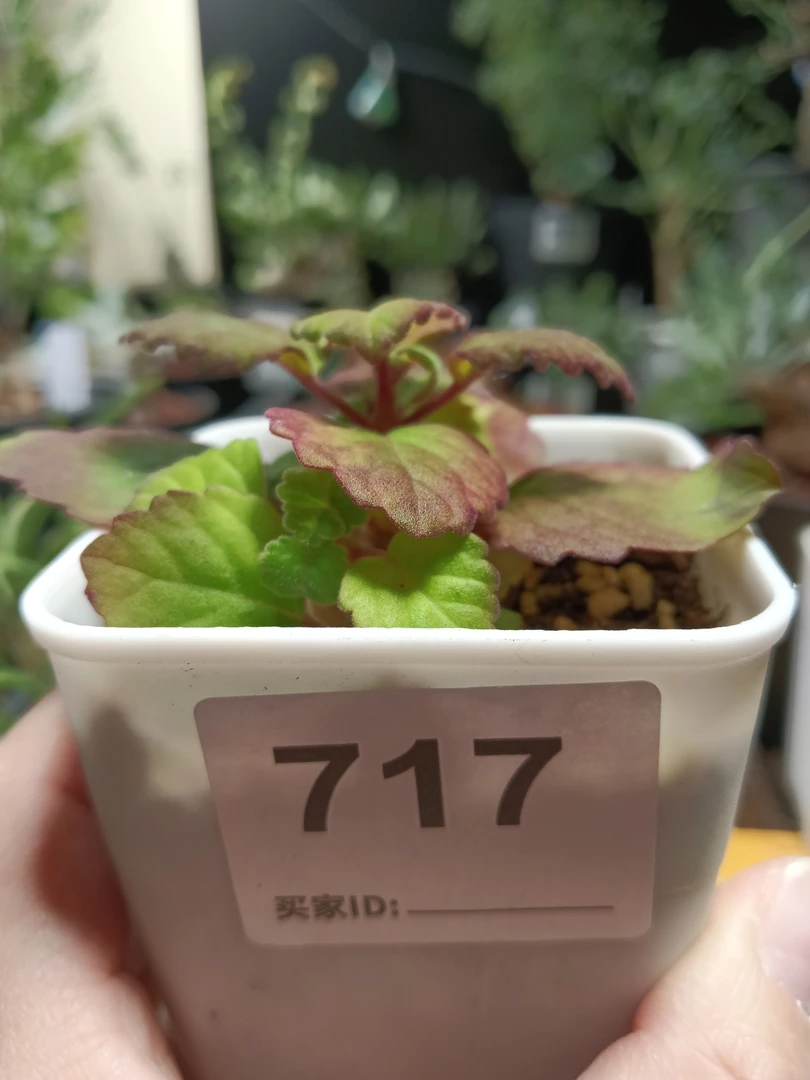 开播福利爱氏延命草带盆发货