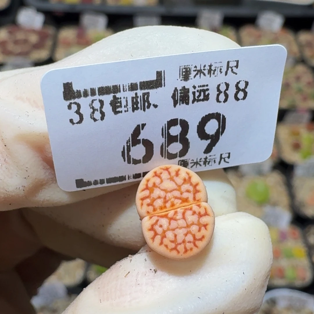 乳****Sssss生石花肉689