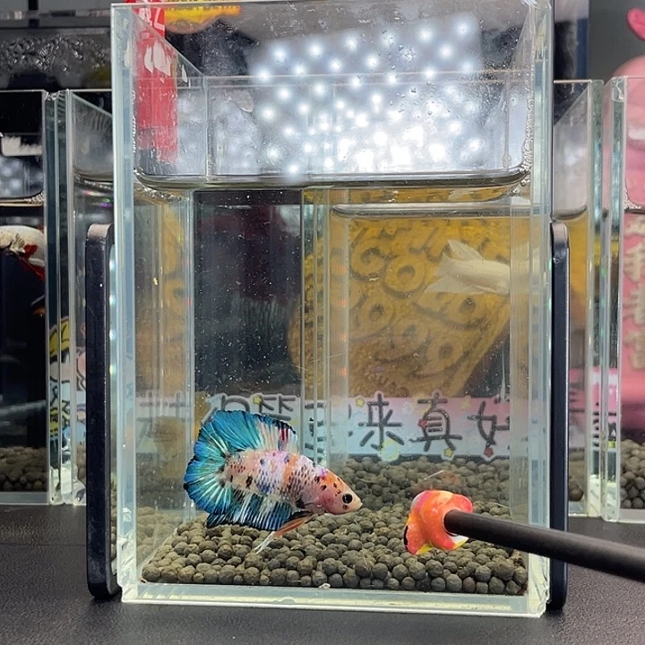 斗鱼2号925早糖果双尾