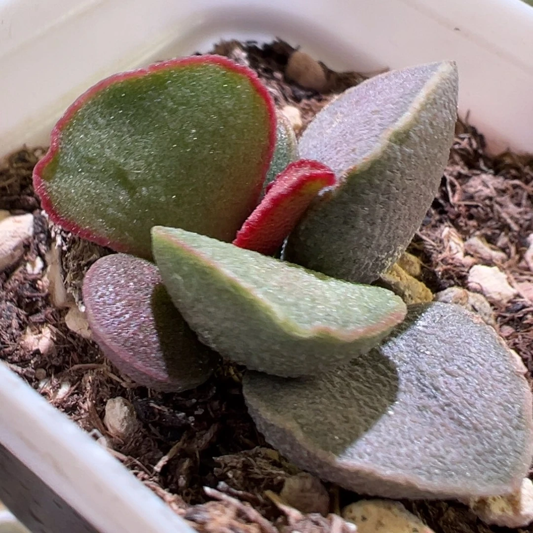 锦鲤磨砂蛋水泡多肉植物水泡