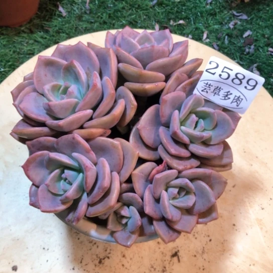 彩虹糖，2589，一物一拍