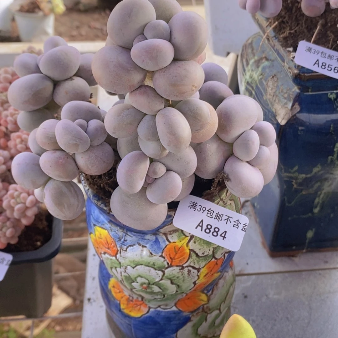 芭比奶洛11cm884多肉植物